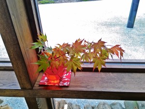 イロハモミジ　Acer palmatum